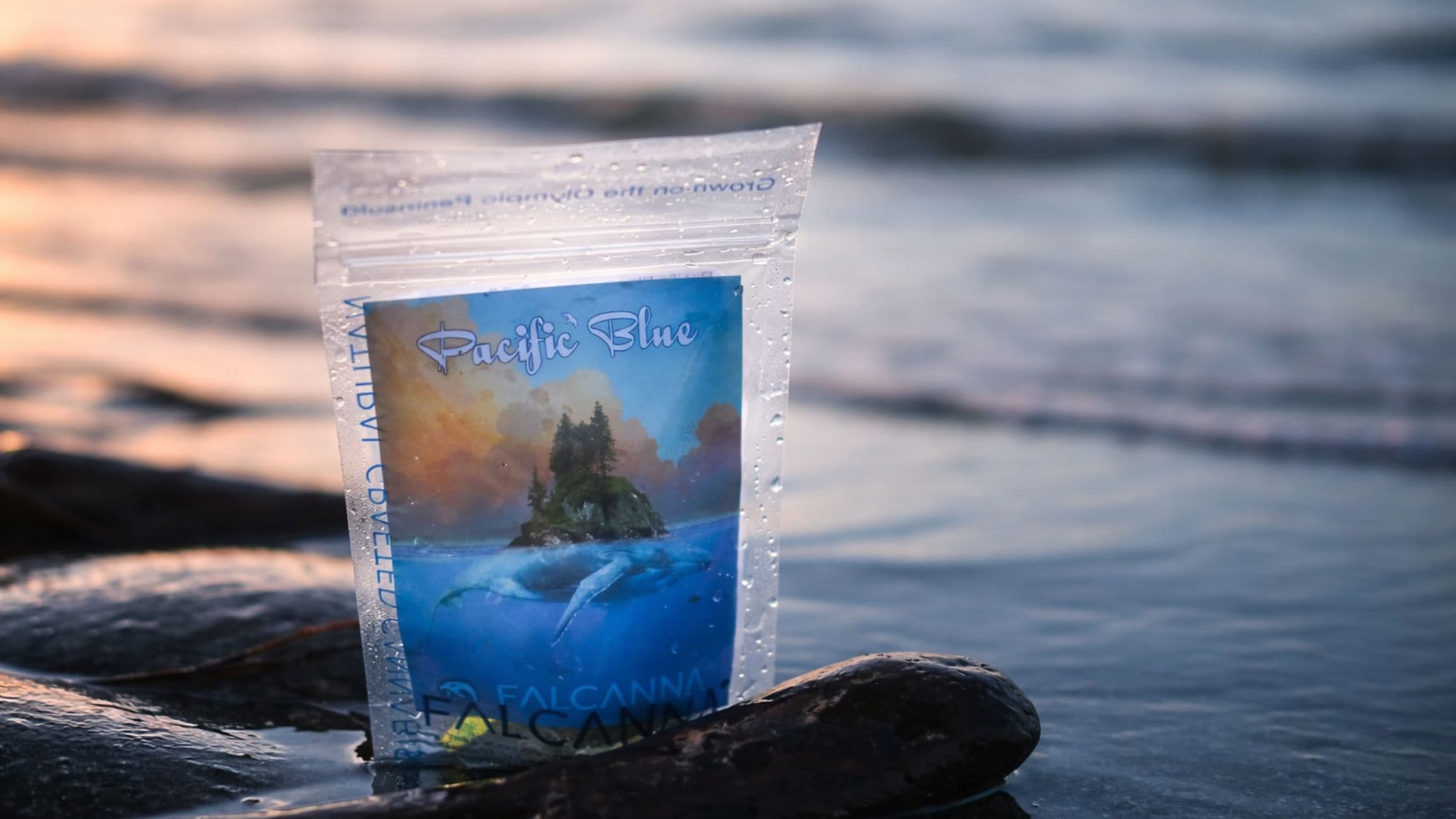 Falcanna blog: Pacific Blue: The Strain That Became Our Obsession, cannabis cultivation, Olympic Peninsula Washington