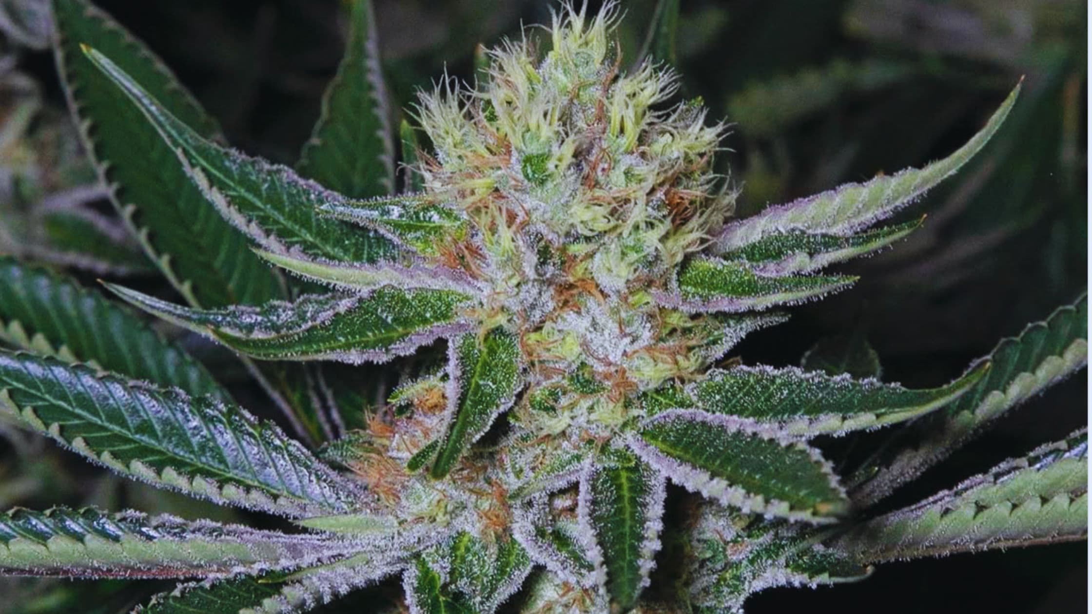 Falcanna blog: What Does Pesticide Free Cannabis Actually Mean?, cannabis cultivation, Olympic Peninsula Washington