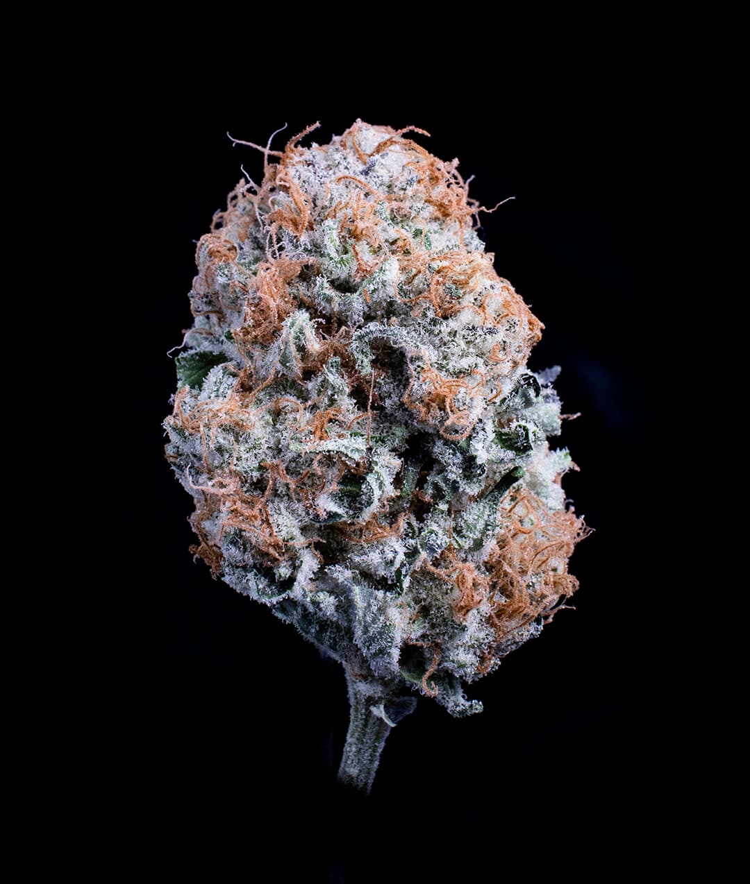 Falcanna pesticide-free cannabis flower, hand trimmed and cured, Olympic Peninsula Washington State