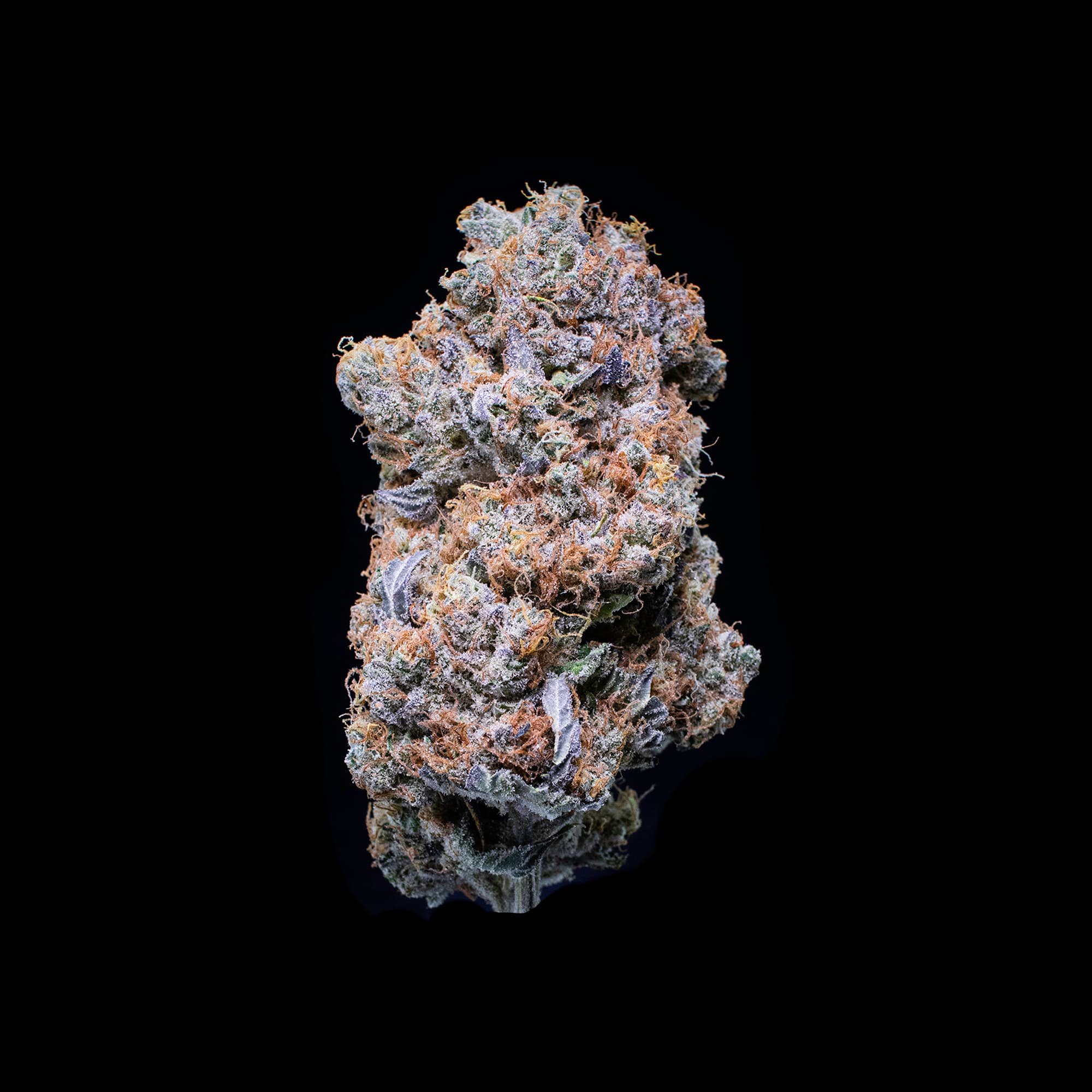 Orange Blossom cannabis strain by Falcanna, hybrid, grown on the Olympic Peninsula, Washington State