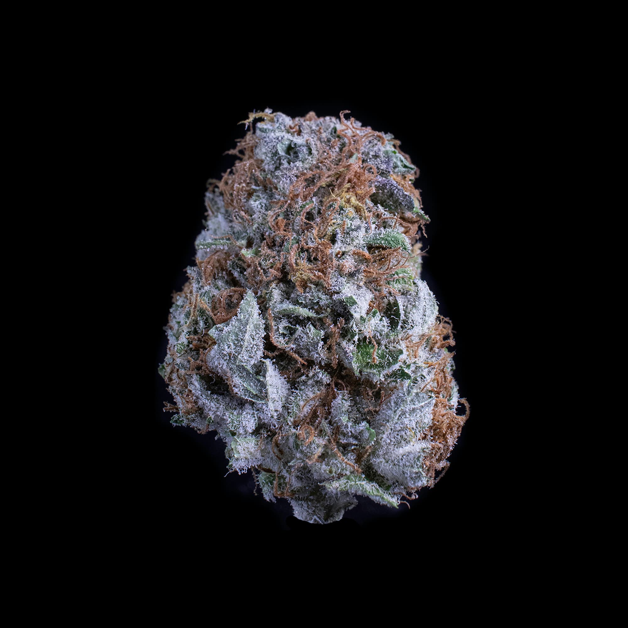 Pacific Blue cannabis strain by Falcanna, indica, grown on the Olympic Peninsula, Washington State