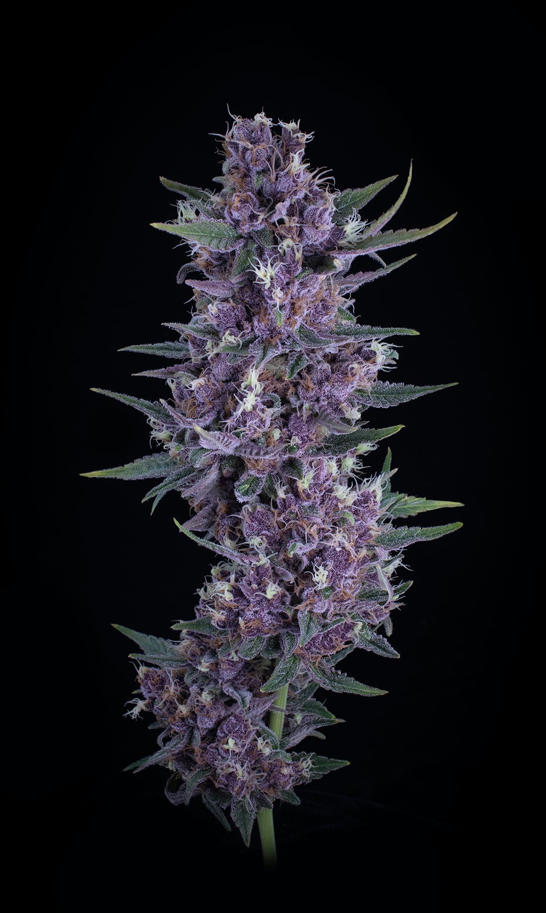 Water Tiger cannabis strain by Falcanna, sativa, grown on the Olympic Peninsula, Washington State