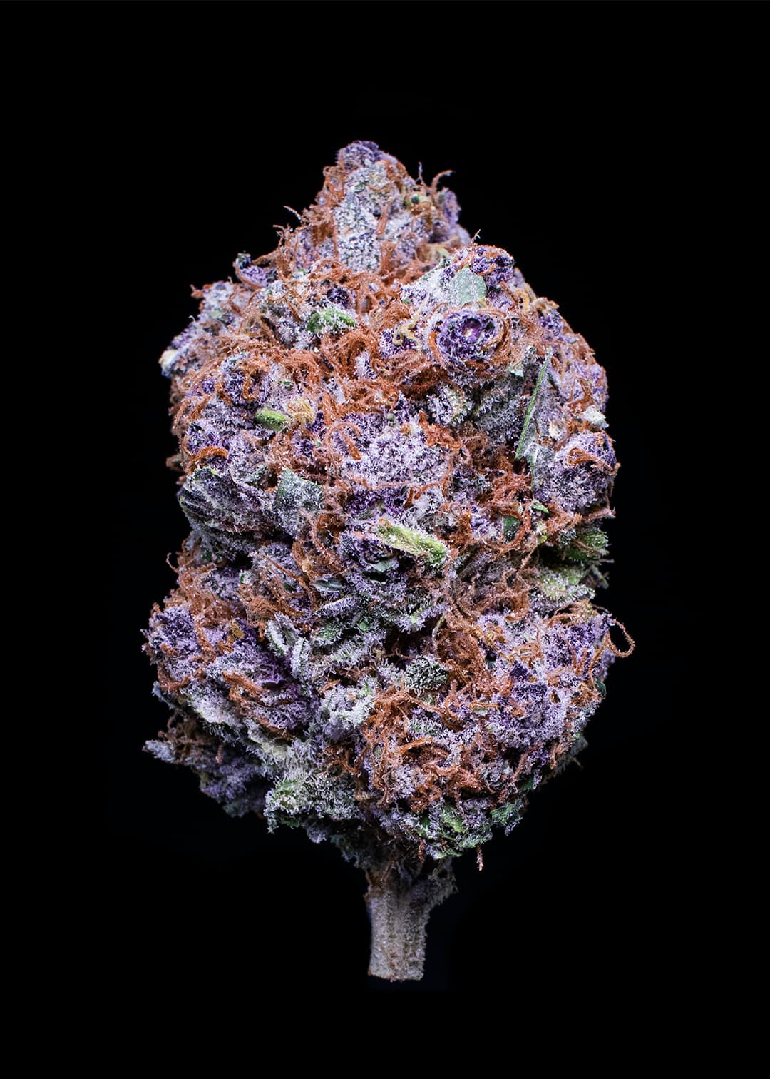 Deep Sea cannabis strain by Falcanna, indica, grown on the Olympic Peninsula, Washington State