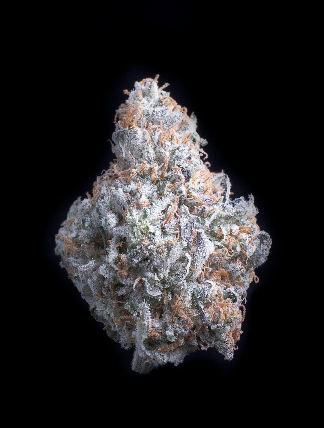 Diesel Thai cannabis strain by Falcanna, sativa, grown on the Olympic Peninsula, Washington State