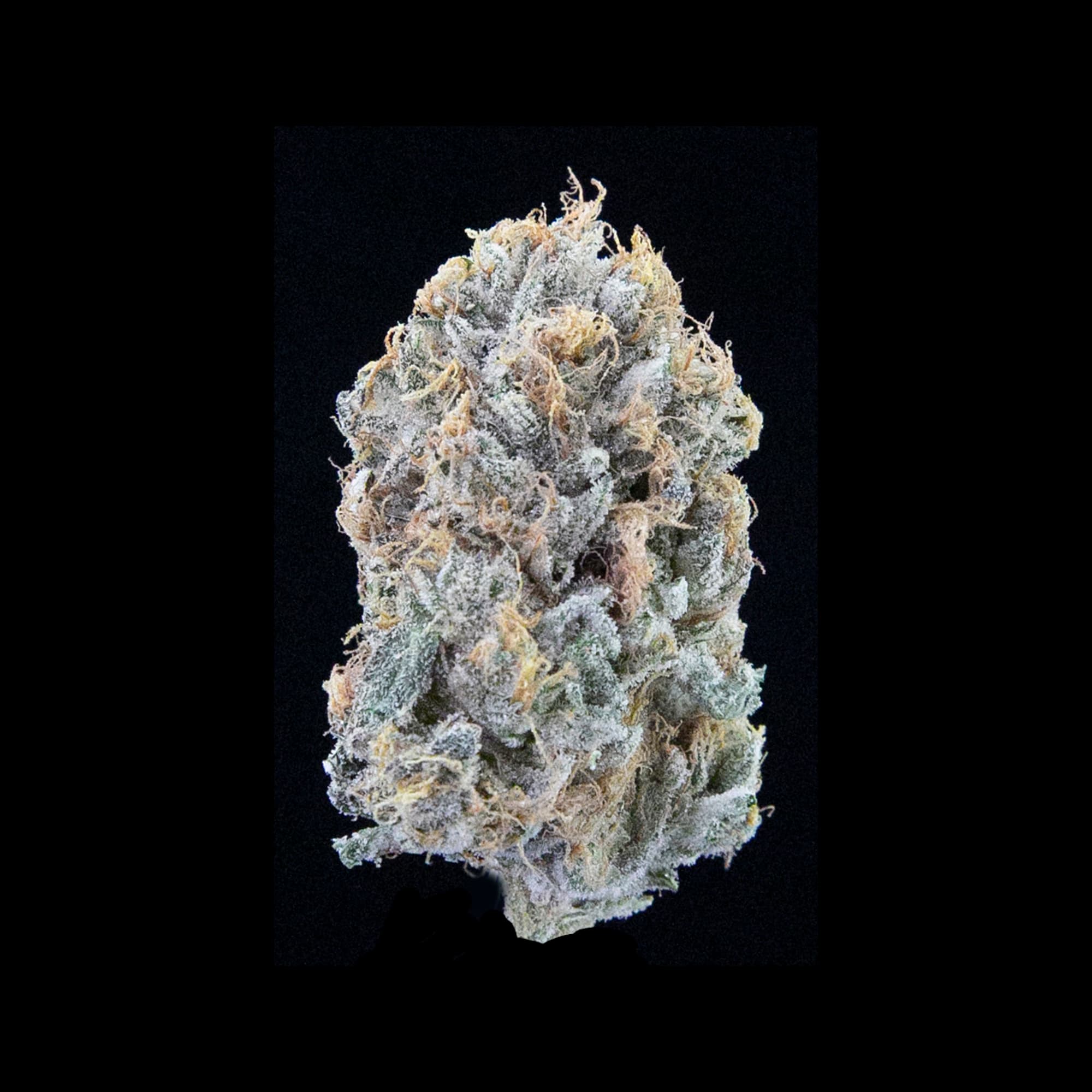 Tree Octopus cannabis strain by Falcanna, sativa, grown on the Olympic Peninsula, Washington State